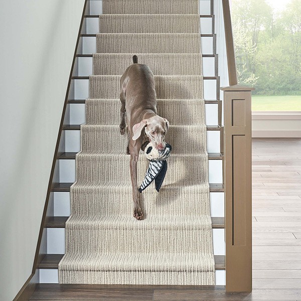 Dog running on stairs | ICC Floors Plus